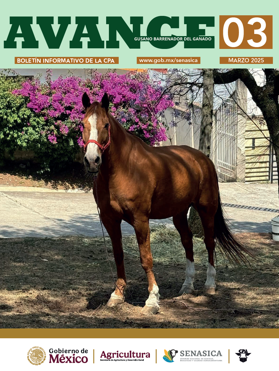 Boletín AVANCE GBG No. 03