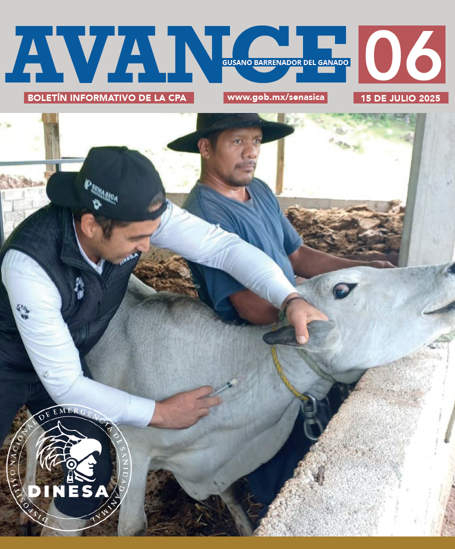 Boletín AVANCE GBG No. 06