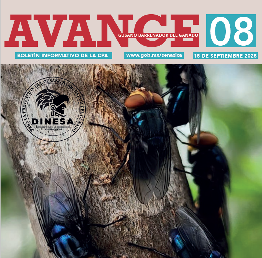 
Boletín AVANCE GBG No. 08