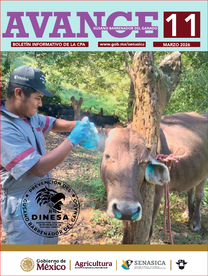 Boletín AVANCE GBG No. 11