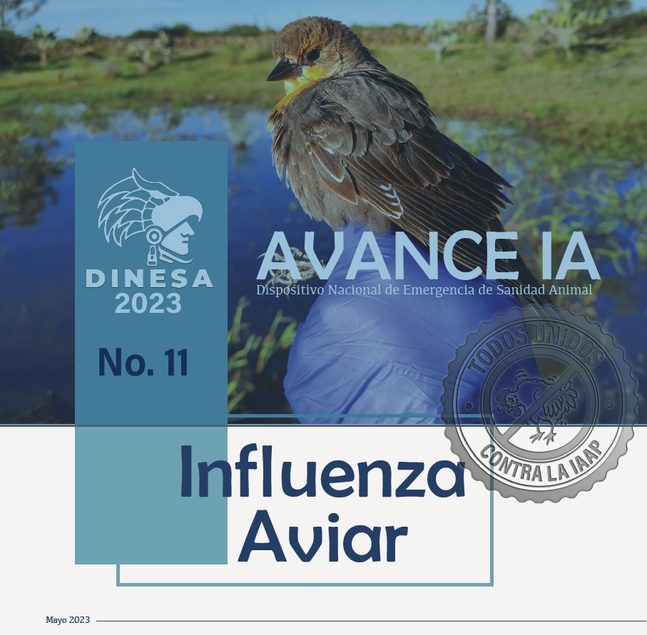 Boletín No. 11 Influenza Aviar