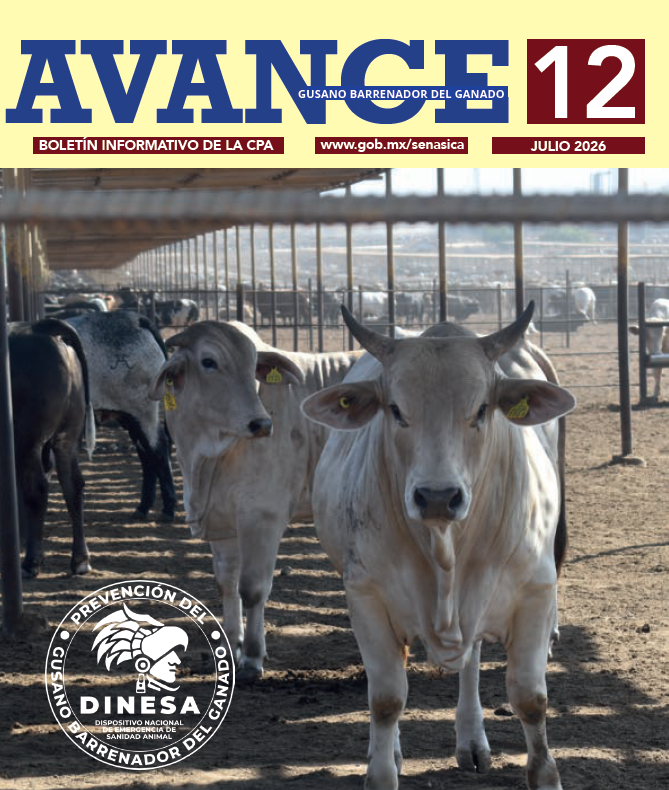 Boletín AVANCE GBG No. 12