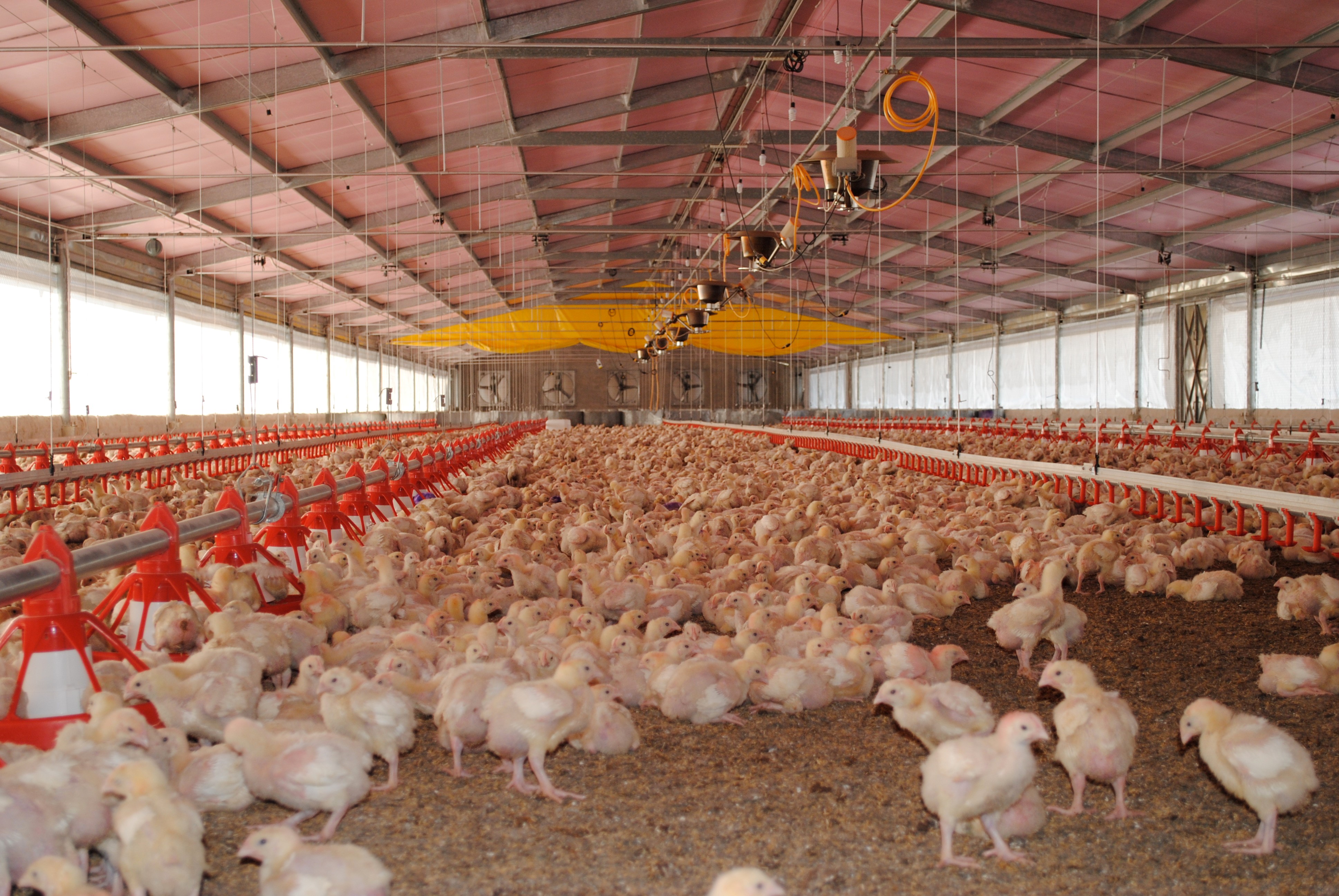 Riesgos en la avicultura nacional e impactos económicos en 
los costos de producción avícola por los brotes de influenza aviar H5N1, en México