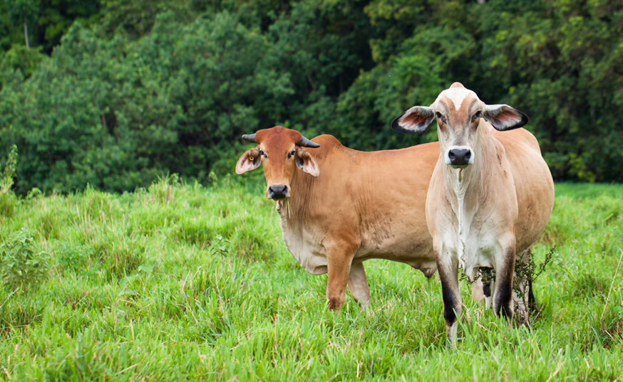 Impacto económico de la producción de bovinos para carne y leche en México ante el riesgo de dispersión del virus de la Estomatitis Vesicular (VS)